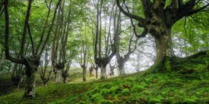 عکس های حیرت انگیزترین پارک زیبای جهان در استرالیا