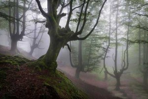 عکس های حیرت انگیزترین پارک زیبای جهان در استرالیا