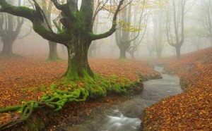 عکس های حیرت انگیزترین پارک زیبای جهان در استرالیا
