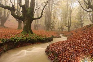 عکس های حیرت انگیزترین پارک زیبای جهان در استرالیا