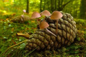 عکس های حیرت انگیزترین پارک زیبای جهان در استرالیا