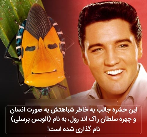 عکس نوشته های دانستنی بسیار جالب و خواندنی (16)
