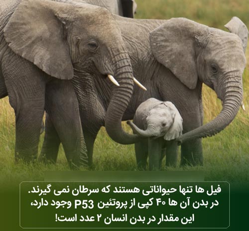 عکس نوشته های دانستنی بسیار جالب و خواندنی (16)