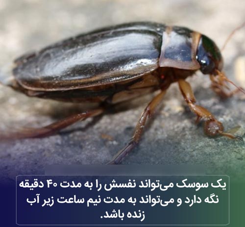عکس نوشته های دانستنی بسیار جالب و خواندنی (16)