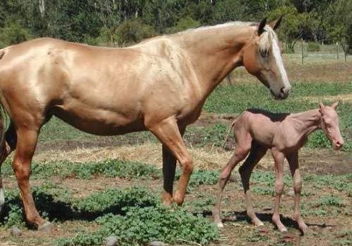 اتاق حجله اجباری دختر 11 ساله با مرد 40 ساله! عکس و داغ ترین خبرهای جذاب