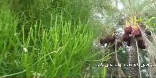 درختی در نیکشهر که نفت تولید می کند! داغ ترین خبر ایران + تصاویر نادر