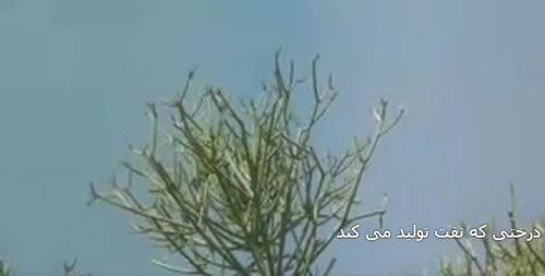 درختی در نیکشهر که نفت تولید می کند! داغ ترین خبر ایران + تصاویر نادر