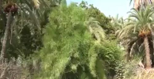 درختی در نیکشهر که نفت تولید می کند! داغ ترین خبر ایران + تصاویر نادر
