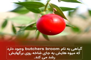 عکس نوشته های دانستنی؛ از باد شکم تا لاک 3 بعدی لاک پشت!