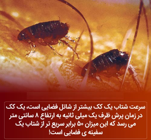 عکس نوشته های دانستنی؛ از باد شکم تا لاک 3 بعدی لاک پشت!