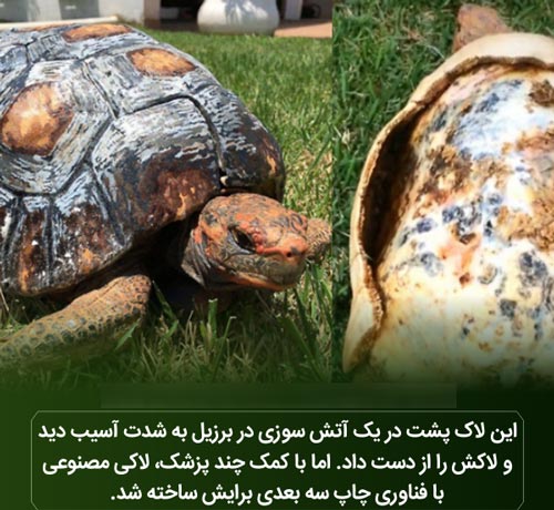عکس نوشته های دانستنی؛ از باد شکم تا لاک 3 بعدی لاک پشت!