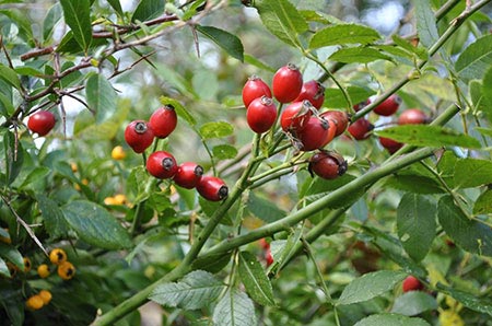 فواید گل نسترین چیست؟ درختچه کوچک خوش عطر