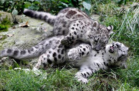 عکس های دیدنی و جالب روز / سوژه های داغ جهان