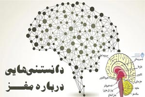 کالبد شناسی مغز | دانستنی های مغز انسان تحقیق علوم کالبد شناسی مغز | دانستنی های مغز انسان تحقیق علوم