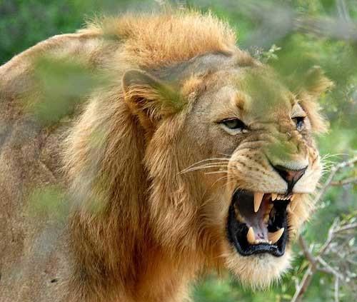 تعبیر خواب تمام حیوانات | از سلطان جنگل تا