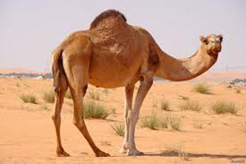 تعبیر خواب تمام حیوانات | از سلطان جنگل تا