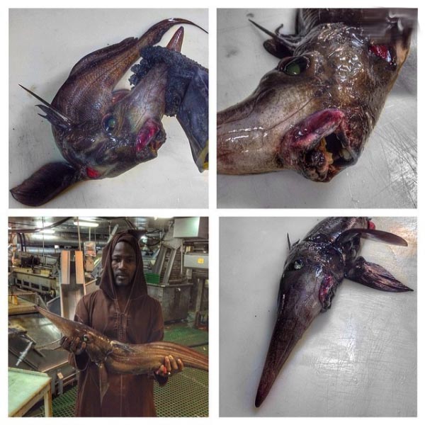 تصاویر عجیب ترین موجودات غیر قابل باور و وحشتناک رومن فدورسوف