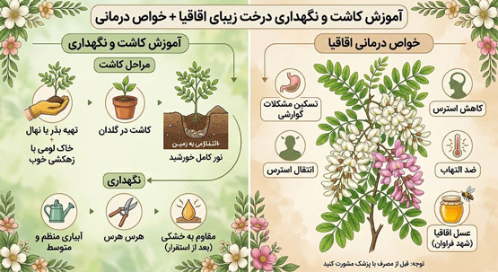 آموزش کاشت و نگهداری درخت زیبای اقاقیا + خواص درمانی