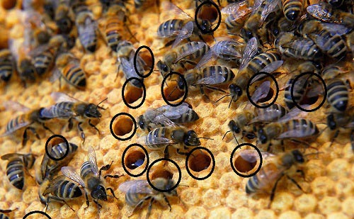 مراحل گام به گام آموزش پرورش زنبور عسل