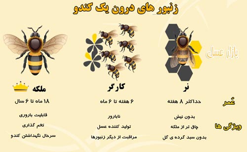 راهنمای کامل پرورش و نگهداری زنبور عسل