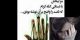 حکم خود ارضایی؛ روش های خود ارضایی در طول تاریخ