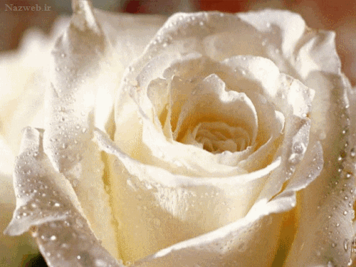 عکس نوشته و پیام تبریک میلاد حضرت رسول و امام صادق
