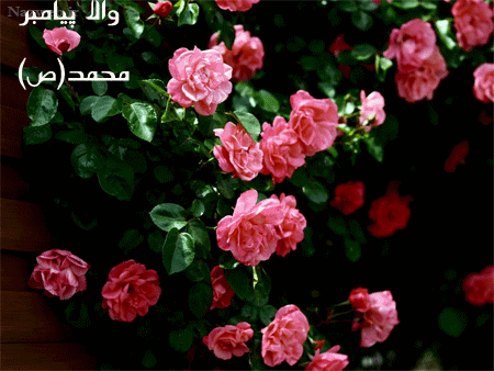 عکس نوشته و پیام تبریک میلاد حضرت رسول و امام صادق