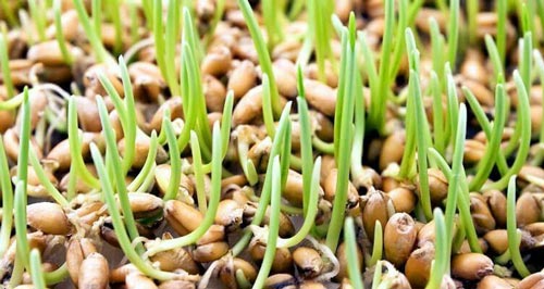 طرز تهیه جوانه گندم و انواع حبوبات در خانه/ خوراکی های رژیمی طرز تهیه جوانه گندم و انواع حبوبات در خانه/ خوراکی های رژیمی