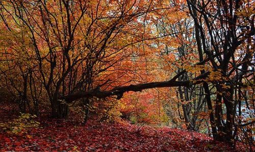 تصاویر زیباترین پاییز رویایی ایران در اصفهان / پاییز بکر wow
