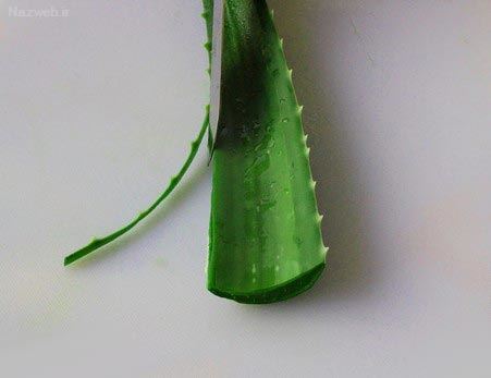 آلوئه ورا را چگونه در خانه بخوریم+ انواع ماسک آلوئه ورا