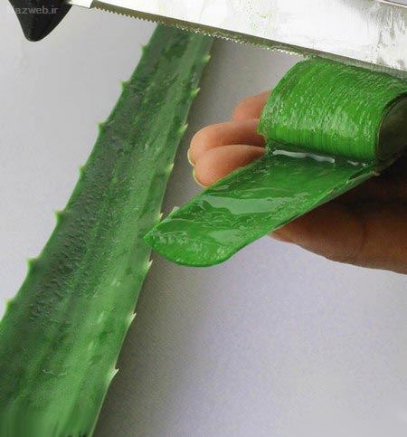 آلوئه ورا را چگونه در خانه بخوریم+ انواع ماسک آلوئه ورا