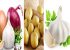 تعبیر خواب سیر، پیاز و سیب زمینی