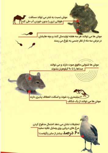 عکس نوشته های جالب دانستنی؛ از موی قرمز زنان تا جانوران موذی