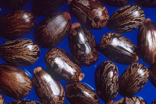 "بهترین روغن" برای رشد مو حتی افراد طاس+ دستور مصرف