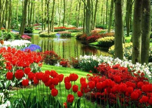 راهنمای کامل اقامت و پناهندگی کشور هلند/ سرزمین گلها