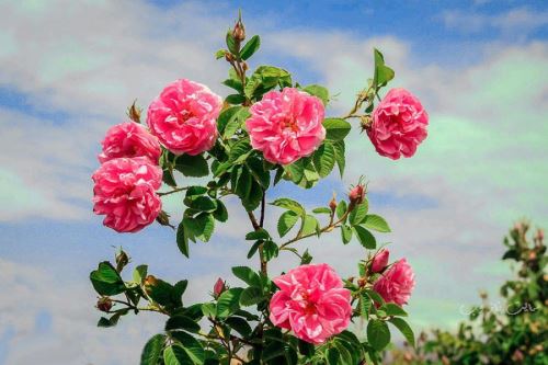 تعبیر خواب انواع گل ها؛ از گل محمدی تا نیلوفر