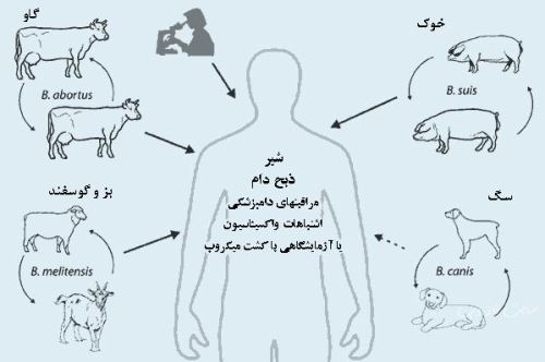اینفوگرافی تب مالت+ علائم و درمان بیماری هزار چهره