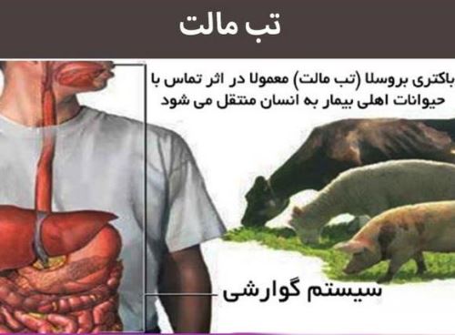 اینفوگرافی تب مالت+ علائم و درمان بیماری هزار چهره
