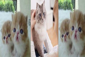 بهترین نژادهای گربه خانگی با تصویر