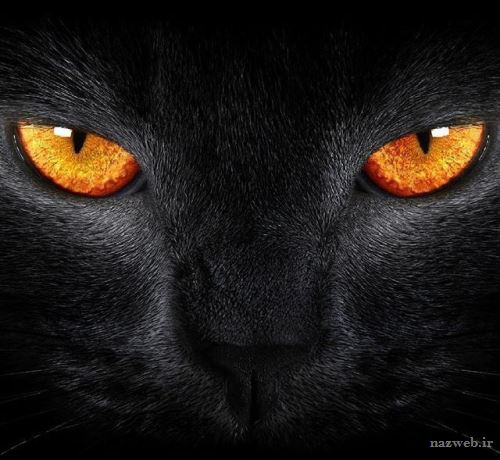 تعبیر خواب گربه سفید یا سیاه؛ تعبیر انواع گربه