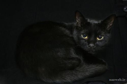 تعبیر خواب گربه سفید یا سیاه؛ تعبیر انواع گربه