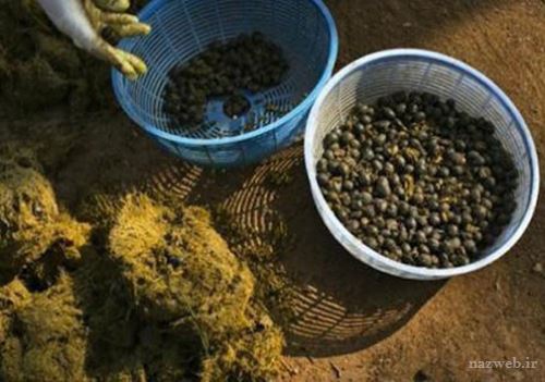 عجیب ترین غذاهایی که در انتظار ماست + تصاویر