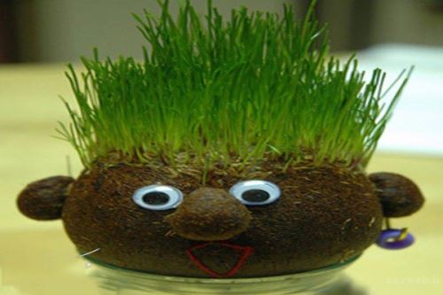 مدل، ایده و تزئین های سبزه