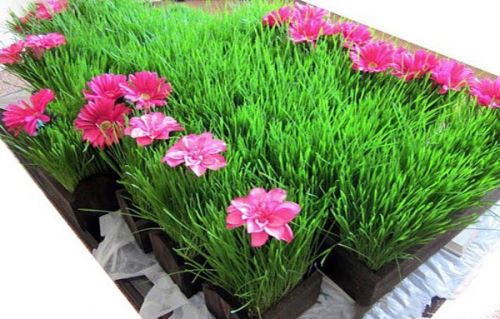 مدل، ایده و تزئین های سبزه