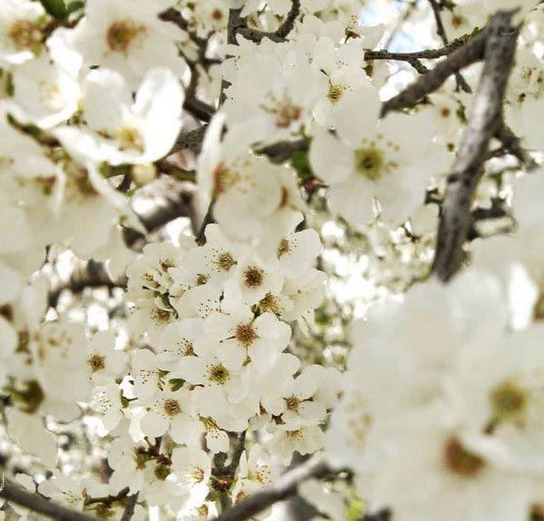 عکس و سلفی های دیدنی نوروزی بازیگران و چهره ها