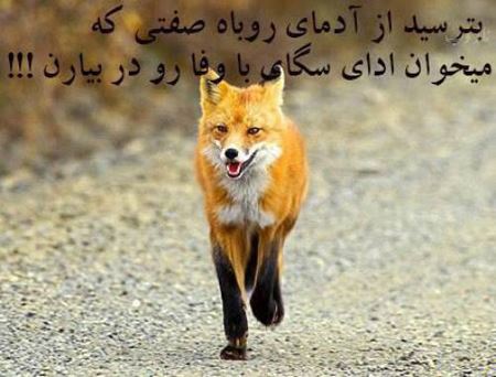 عکس نوشته پروفایل حسادت، حسودبودن، افراد دورو