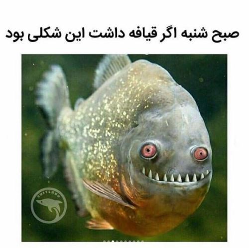 عکس های خفن خنده دار سری جدید 98 با مطالب طنز
