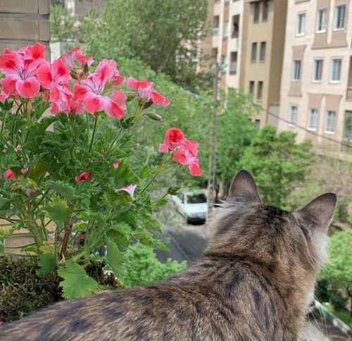 عکس های جالب بازیگران از عاشقانه مه لقا تا تیپ لاتی دنیا مدنی