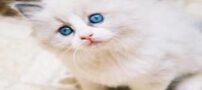 مضرترین غذاها برای سگ و گربه خانگی، تمام حیوانات خانگی