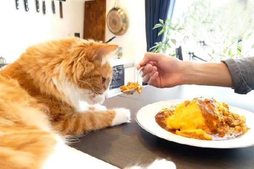 مضرترین غذاها برای سگ و گربه خانگی، تمام حیوانات خانگی